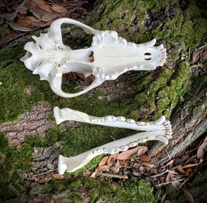 Image of Wolf Skull