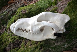 Image of Wolf Skull