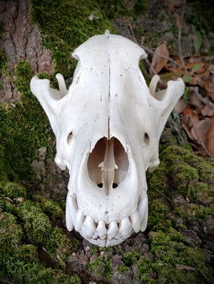 Image of Wolf Skull