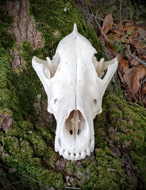 Image of Wolf Skull