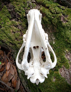 Image of Wolf Skull