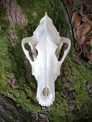 Image of Wolf Skull