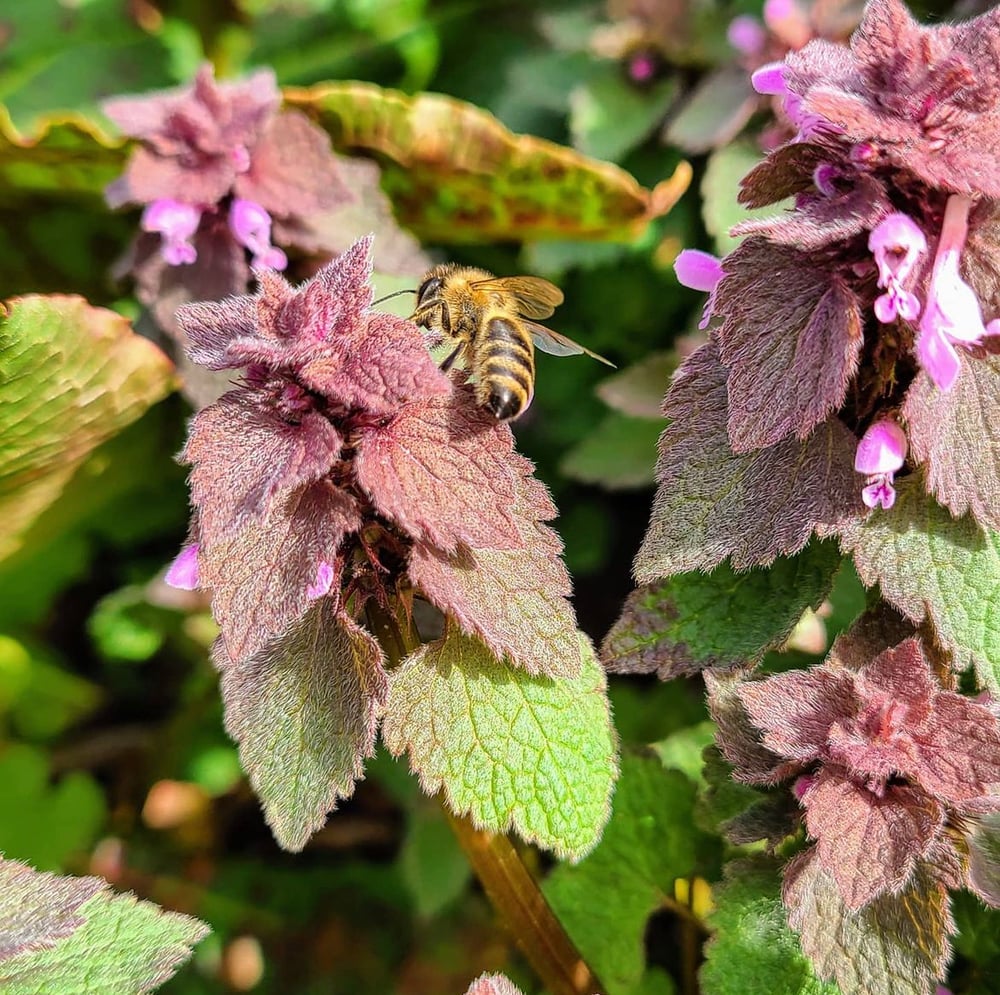 Image of Purple Dead Nettle Leaf Tincture