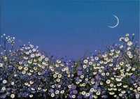 Moonflower