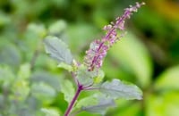 Image 1 of HOLY TULSI