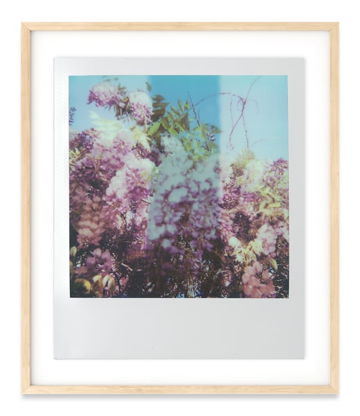 Image of Sarah Keliher Walsh | POLAROID SERIES, FLOWER II