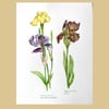 The Three Irises (after Blackadder)