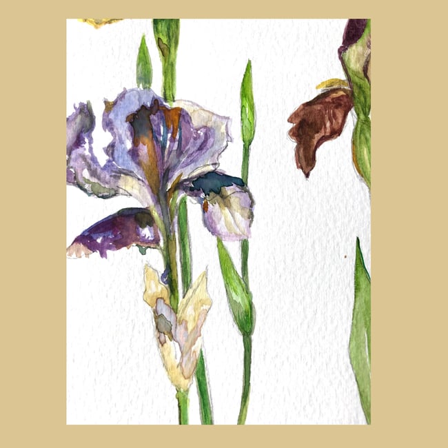 The Three Irises (after Blackadder)