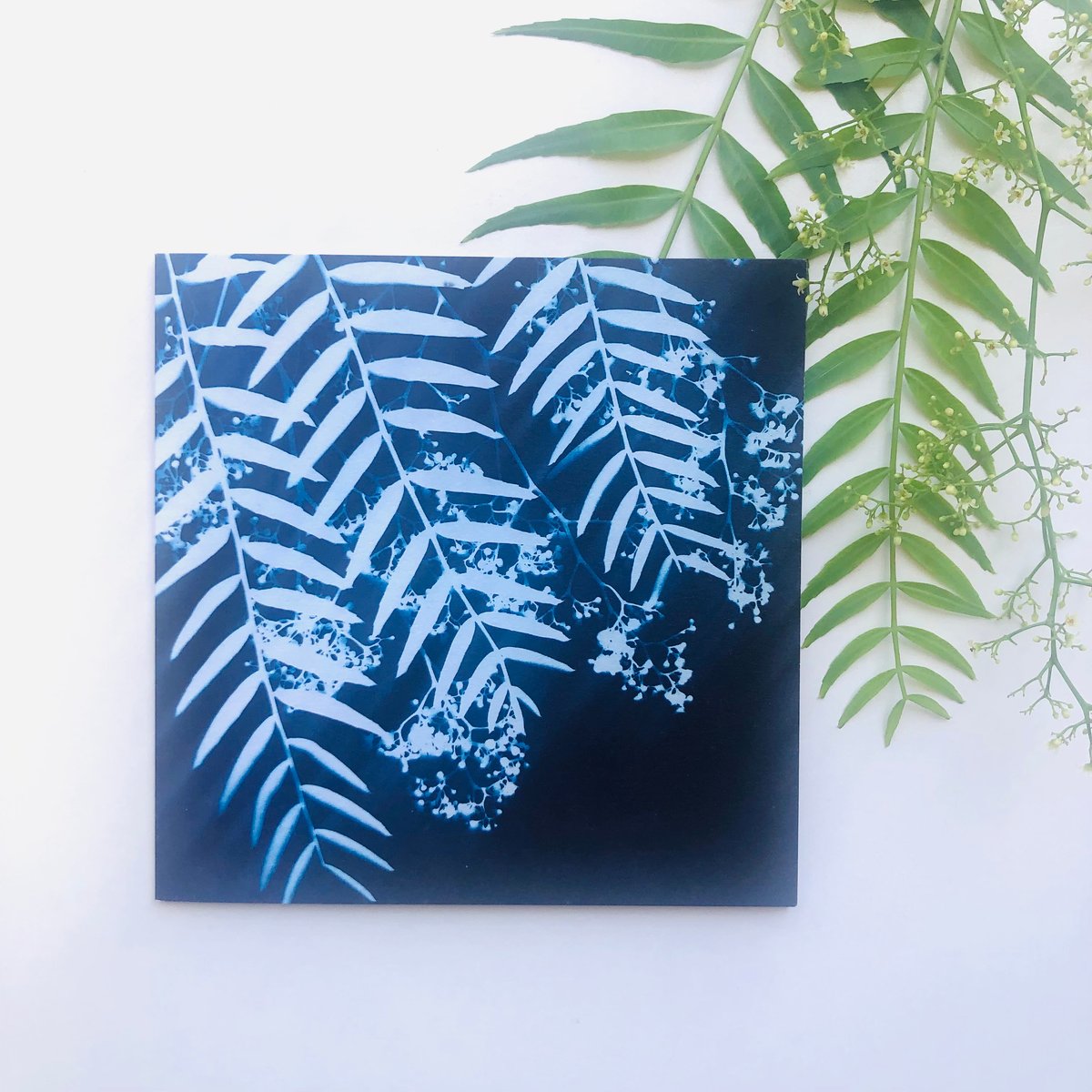 Pepper Tree Art Card | My Little Print Studio