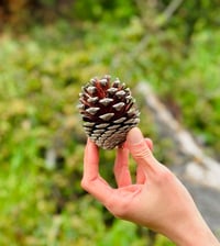 Image 7 of 'Tree Guardian, The Pine Prince' 1/1 Ceramic Sculpture