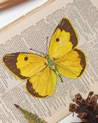 Image 2 of Life in Old Pages Insect n. 41 Cloded Yellow Butterfly 