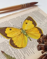 Image 3 of Life in Old Pages Insect n. 41 Cloded Yellow Butterfly 