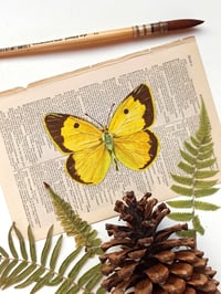 Image 1 of Life in Old Pages Insect n. 41 Cloded Yellow Butterfly 