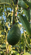California Hass Avocados - Local - In Season