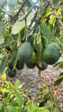 California Hass Avocados - Local - In Season Image 2