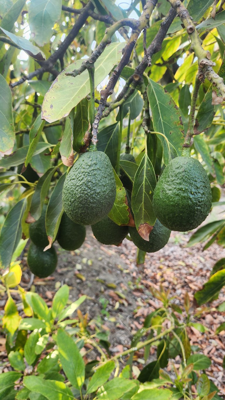 California Hass Avocados - Local - In Season Image 3