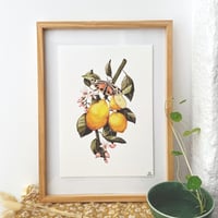 Image 1 of little lemon branch A4