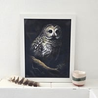 Image 3 of Barred Owl In The Trees (Print)