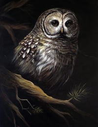 Image 2 of Barred Owl In The Trees (Print)