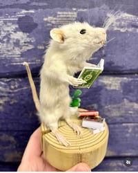 September 9th Daytime Taxidermy Class 