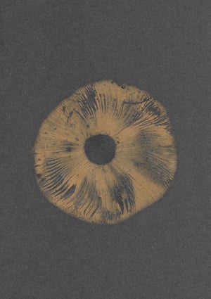 Image of Field Mushroom (Agaricus campestris) 