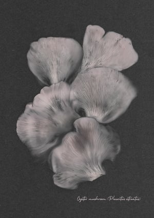 Image of Oyster Mushroom (Pleurotus ostreatus)