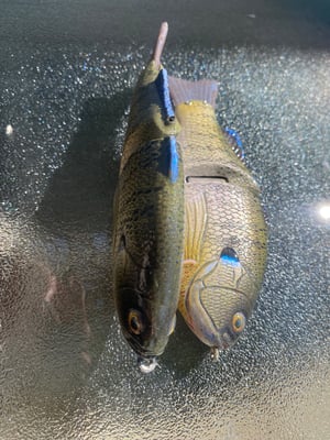 Image of 6” Ann Xslowsink (The Natural)