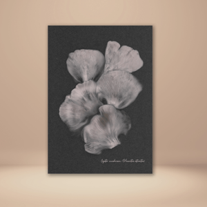 Image of Oyster Mushroom (Pleurotus ostreatus)