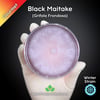 Black Maitake (Grifola Frondosa) Live Mycelium Mushroom Culture Spawn Seed