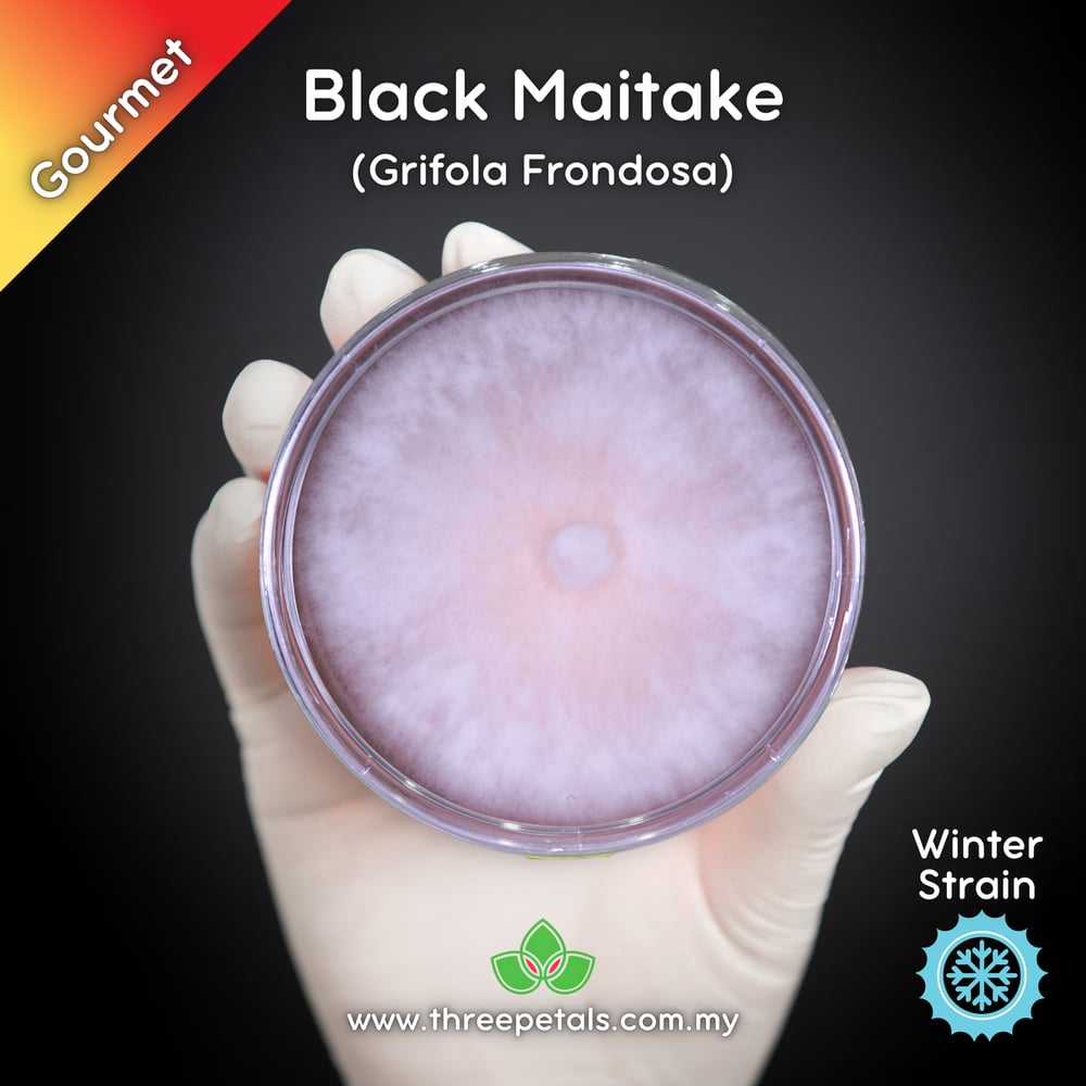 Black Maitake (Grifola Frondosa) Live Mycelium Mushroom Culture Spawn Seed