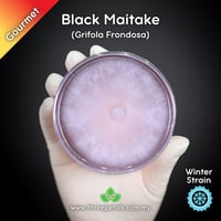Image 1 of Black Maitake (Grifola Frondosa) Live Mycelium Mushroom Culture Spawn Seed