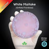 White Maitake (Grifola Frondosa) Live Mycelium Mushroom Culture Spawn Seed