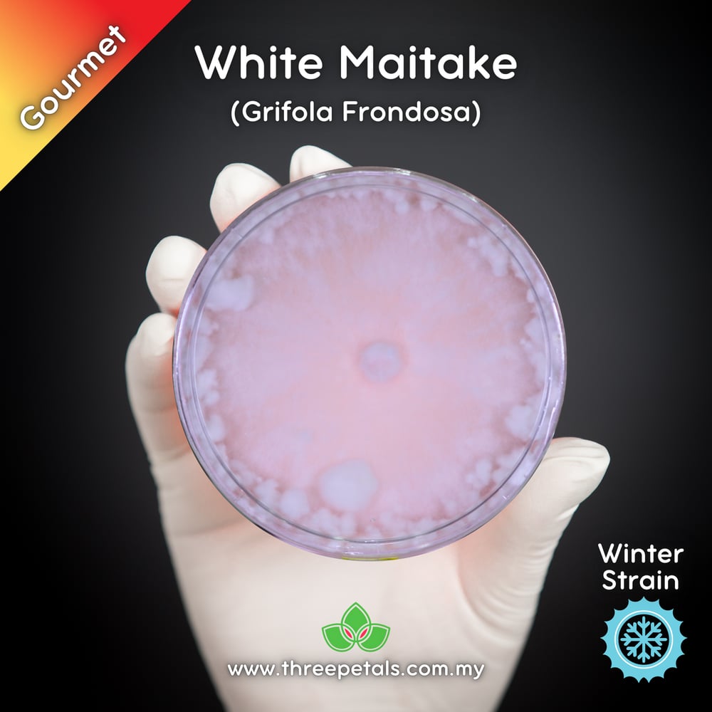 White Maitake (Grifola Frondosa) Live Mycelium Mushroom Culture Spawn Seed