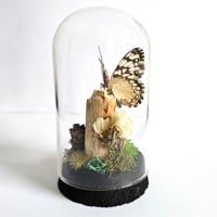 Image 2 of Cracker Butterfly Woodland Cork Dome