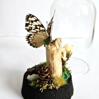 Image 3 of Cracker Butterfly Woodland Cork Dome