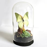 Image 3 of Ornate Green Charaxes Butterfly Woodland Cork Dome