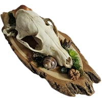 Image 2 of Woodland Themed Fox Skull Plaque
