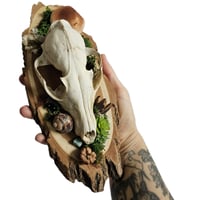 Image 4 of Woodland Themed Fox Skull Plaque