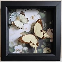 Floral - White Butterfly Pair