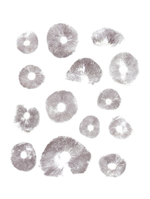 Image of Sulfur Tuft (Hypholoma fasciculare)