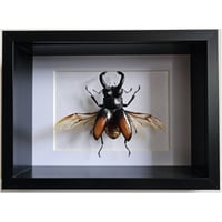 Deep Framed - Fighting Giant Stag Beetle