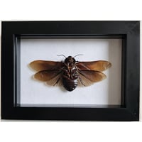 Framed - Vietnam Cockroach 