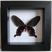 Framed - Pink Rose Swallowtail Butterfly