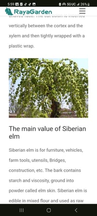 Image 1 of Siberian Elm trees