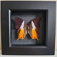 Framed - White-Banded Palla Butterfly