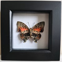 Framed - Shining Red Charaxes Butterfly