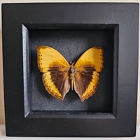 Framed - Large Lurid Glider Butterfly