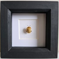 Framed - Golden Tortoise Beetle (RARE)