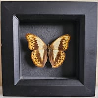 Framed - Herminia Glider Butterfly