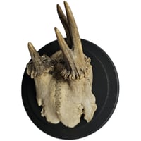 Image 2 of Vintage Abnormal Roe Deer Skullcap